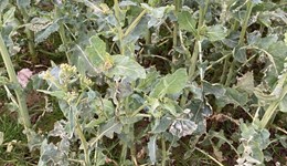 Oilseed rape growers warned to look out for signs of light leaf spot